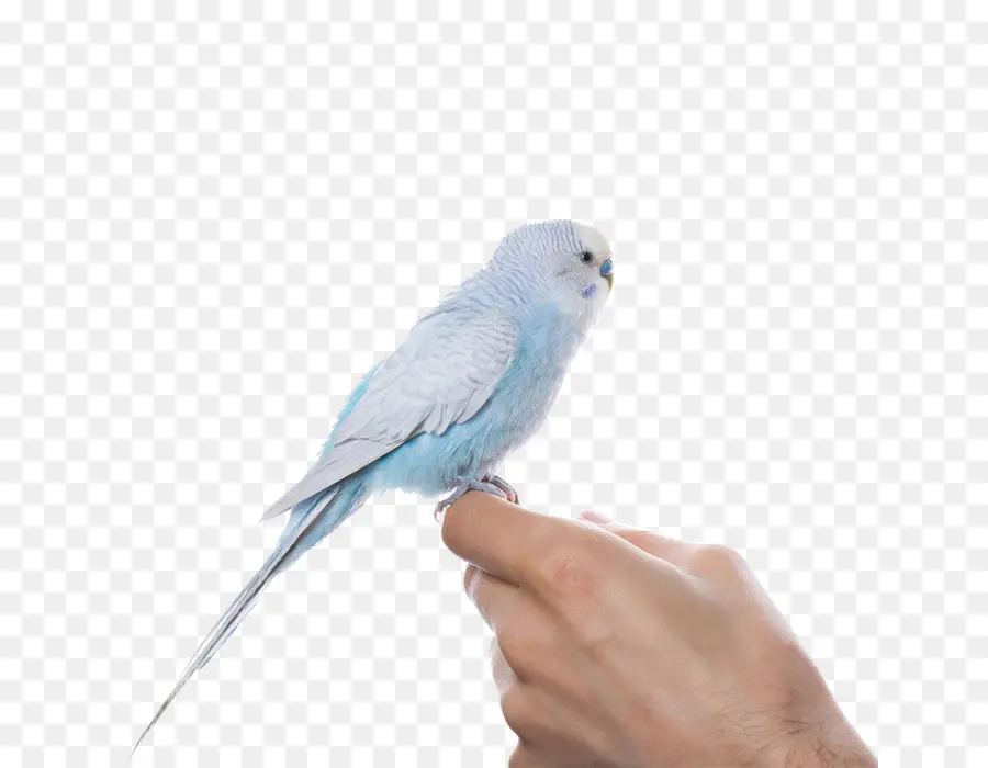 Pájaro Azul，Mano PNG