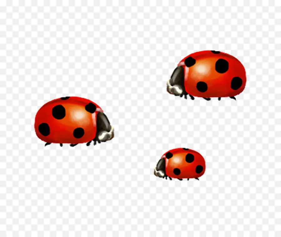 Los Insectos，Mariquita PNG