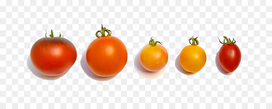 Tomates，Fruta PNG