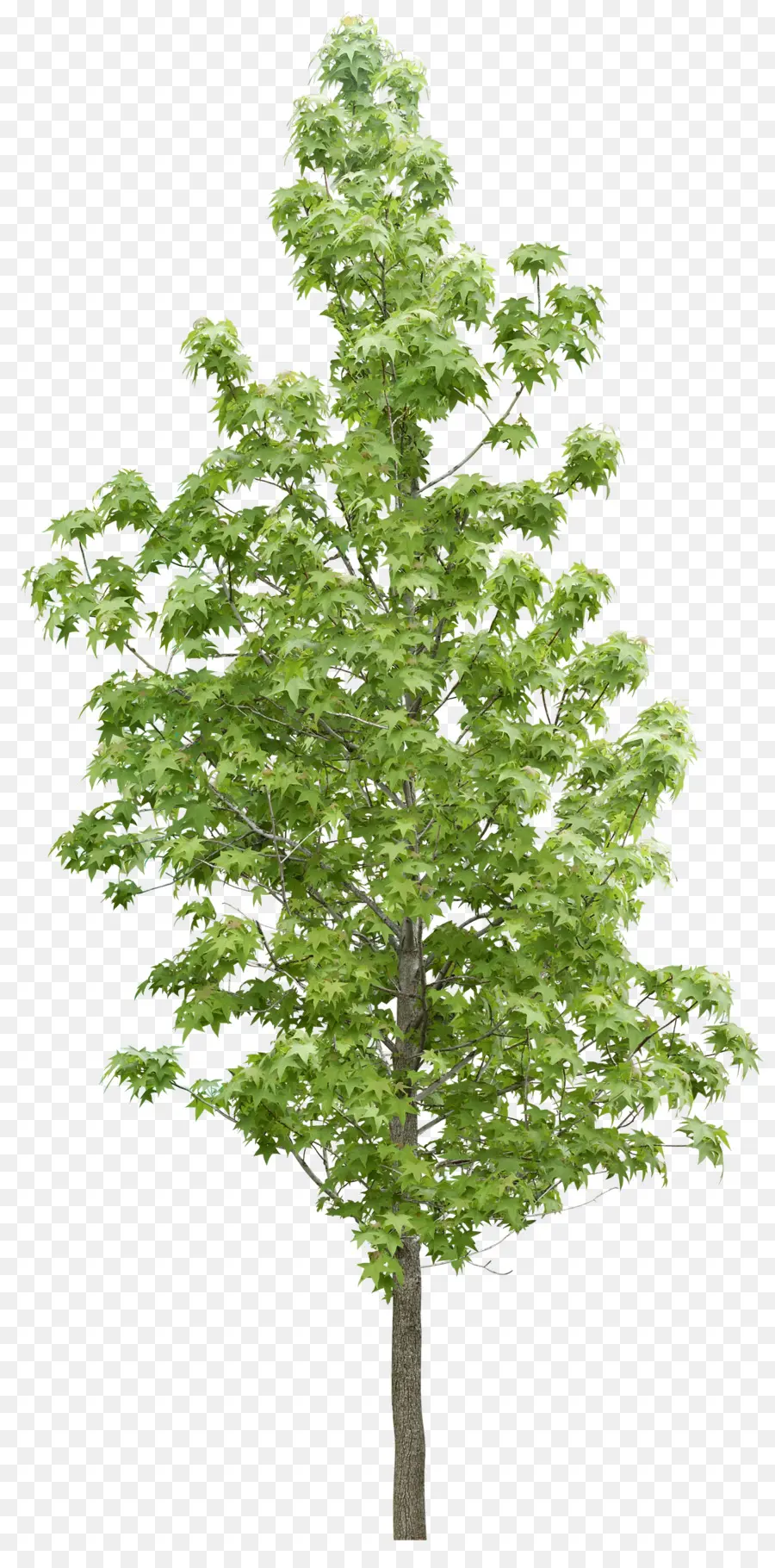 árbol，Bosque PNG