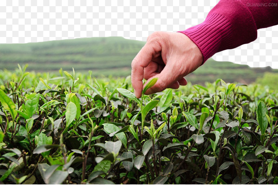 Hojas De Té，Mano PNG