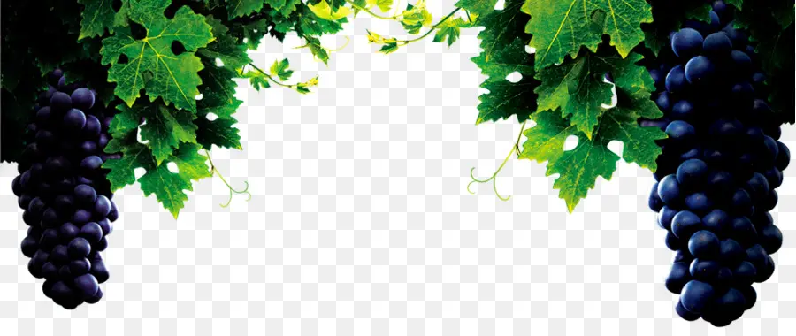 Uvas，Enredadera PNG