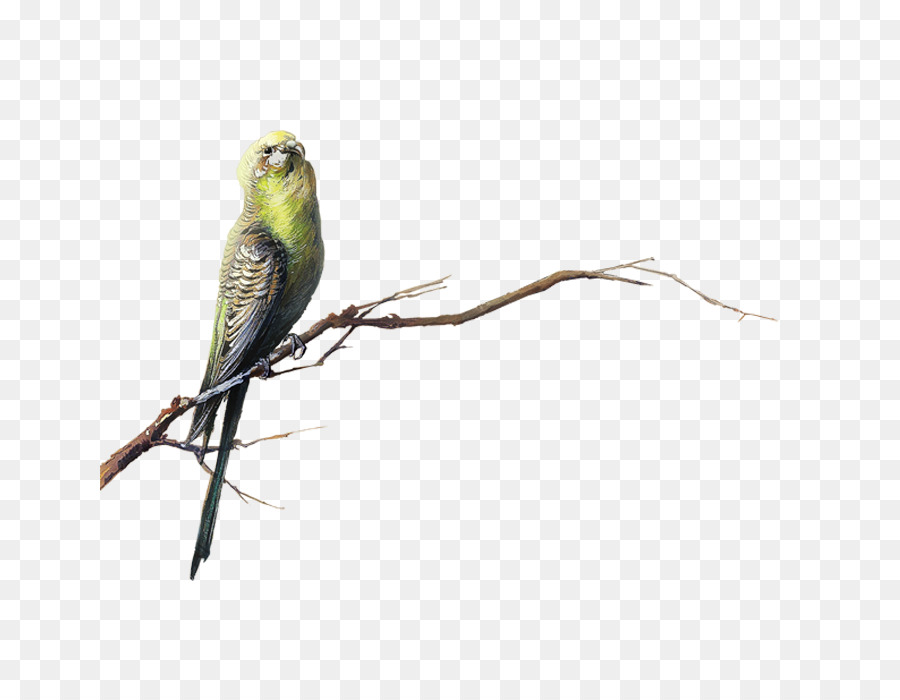 Pájaro，Rama PNG