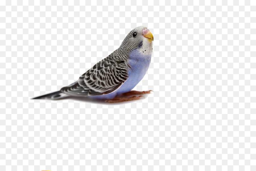 Pájaro，Loro PNG