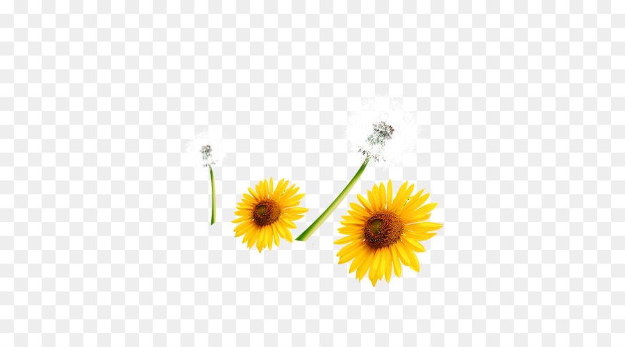 Común De Girasol，Descargar PNG