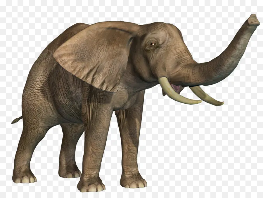 Elefante Africano，Elefante Indio PNG