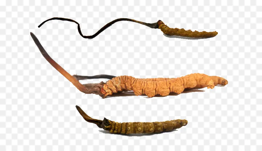 Cordyceps，Champiñón PNG