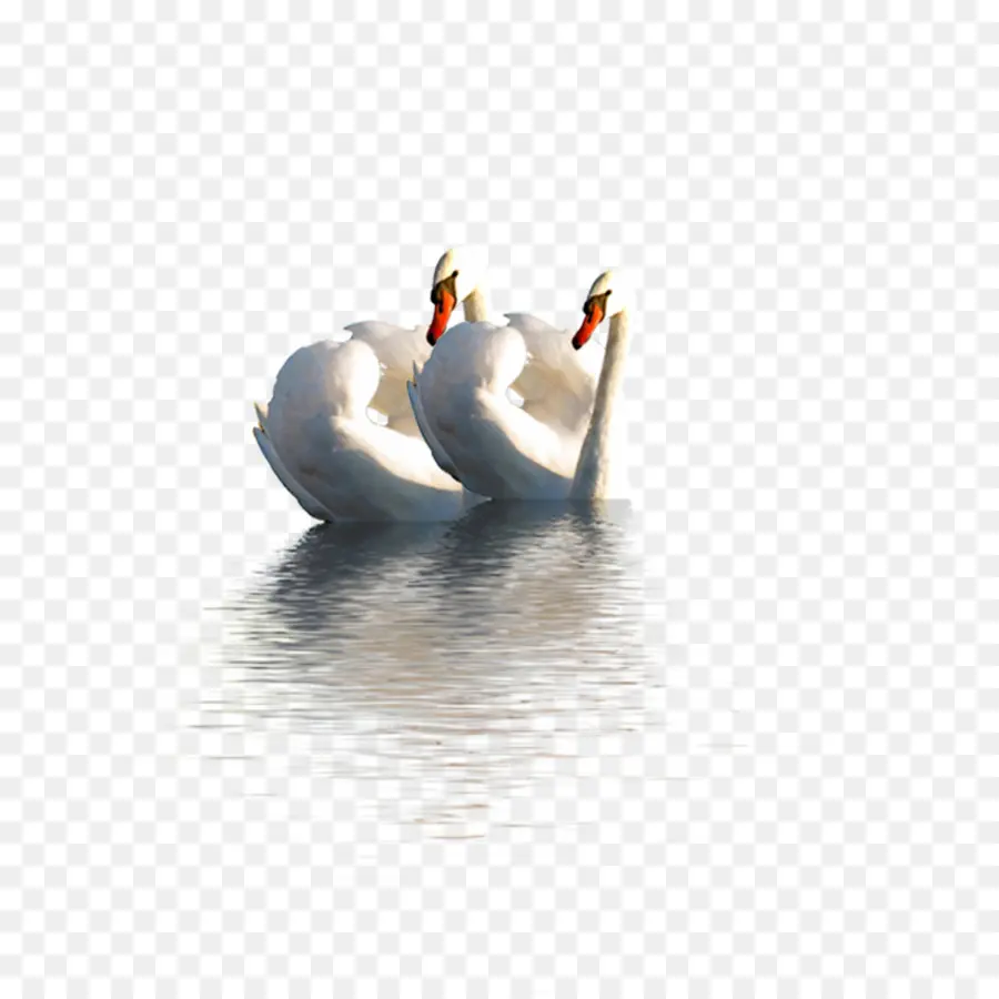 Pato，Cisne PNG