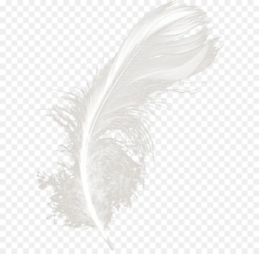 Blanco，Pluma PNG