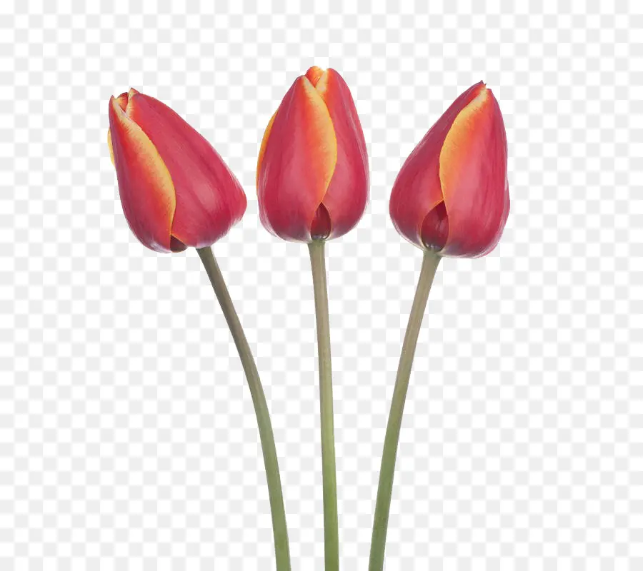 Tulip，La Fotografía PNG