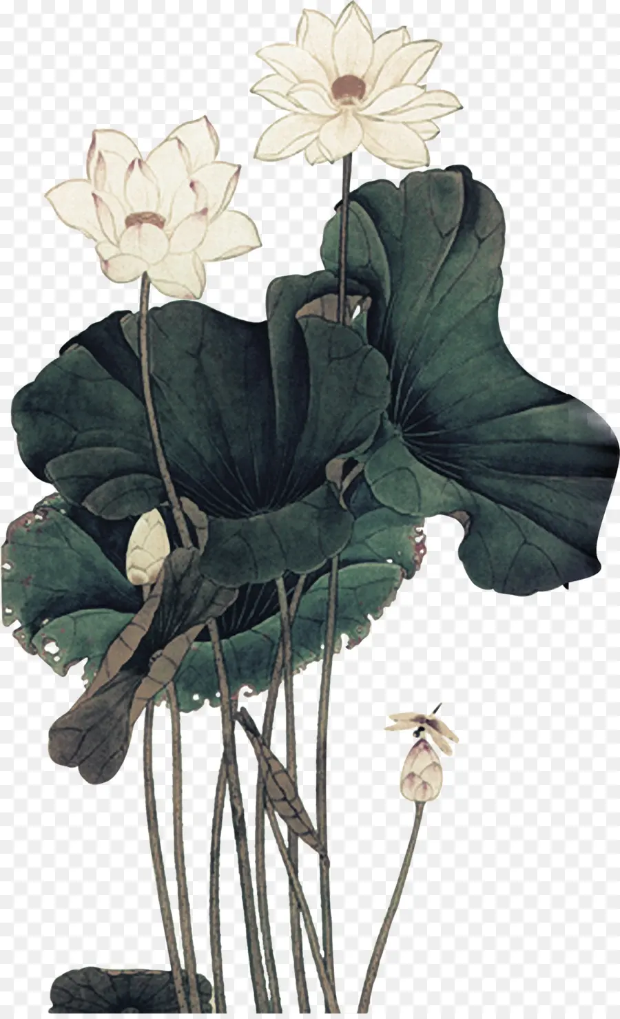 Flores De Loto，Hojas PNG