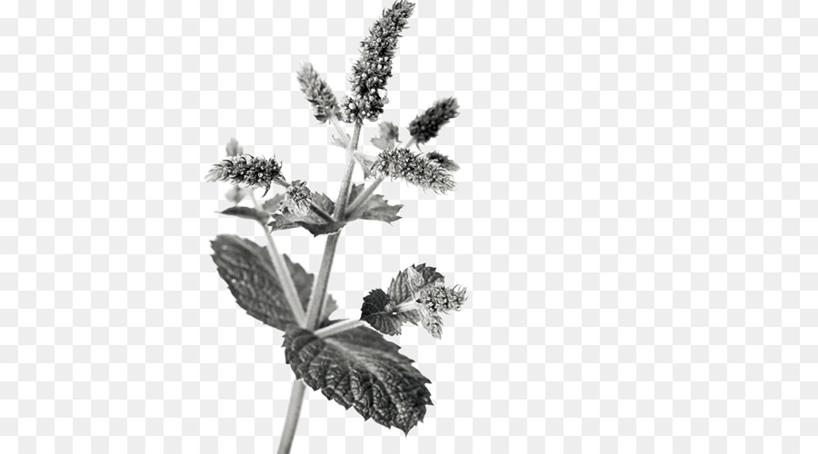 Mentha Spicata，Magrebí Té A La Menta PNG