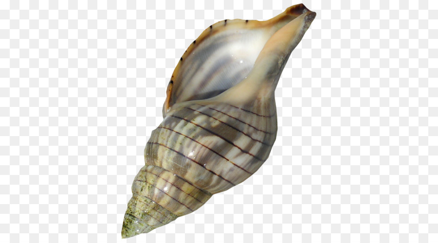 Caracol De Mar，La Concha PNG