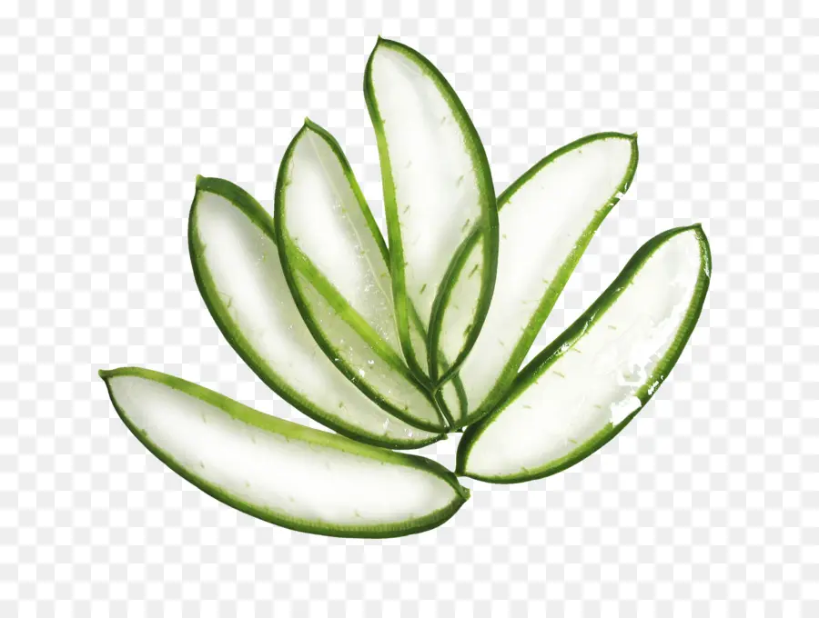 Aloe Vera，Lápiz Labial PNG