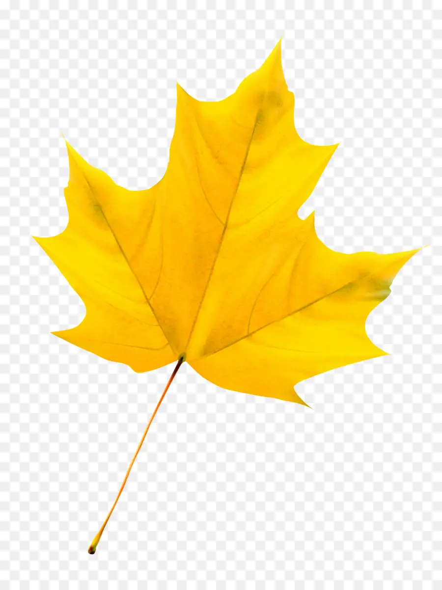 Hojas De Otoño，Caer PNG