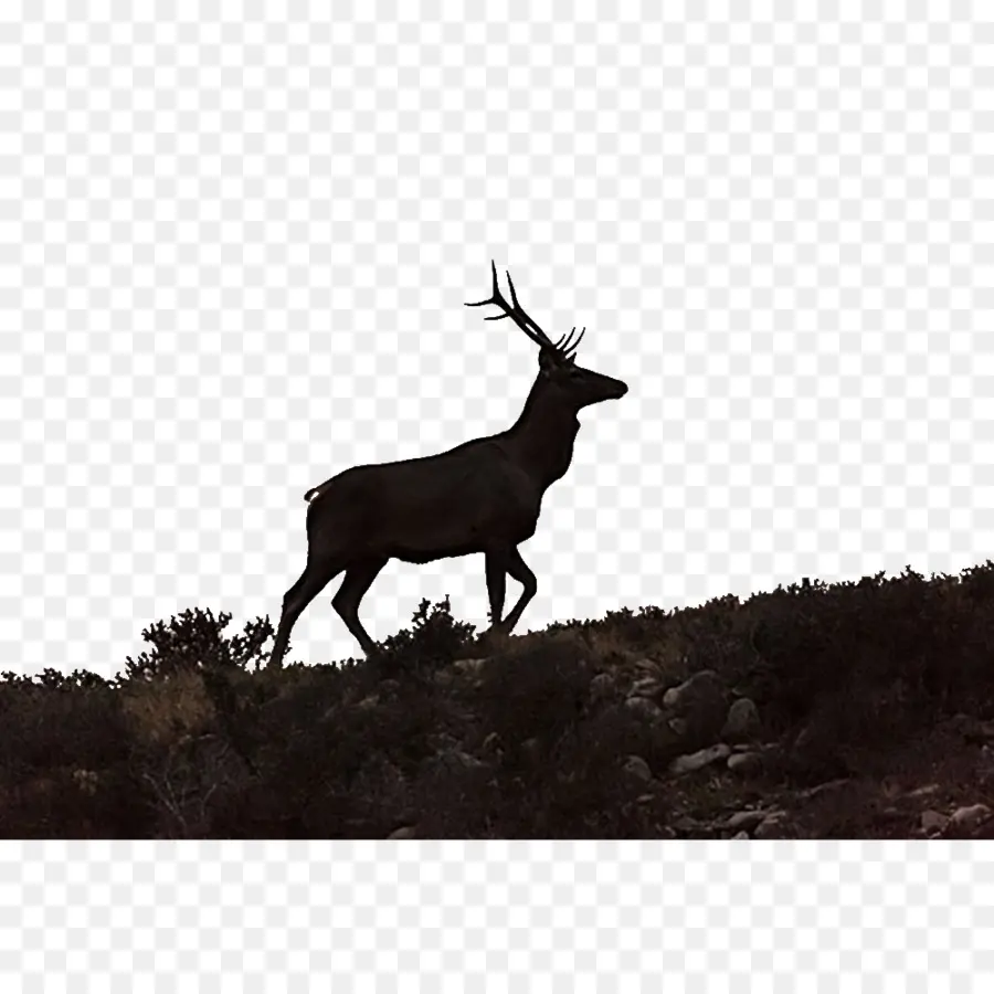 Elk，Los Ciervos PNG