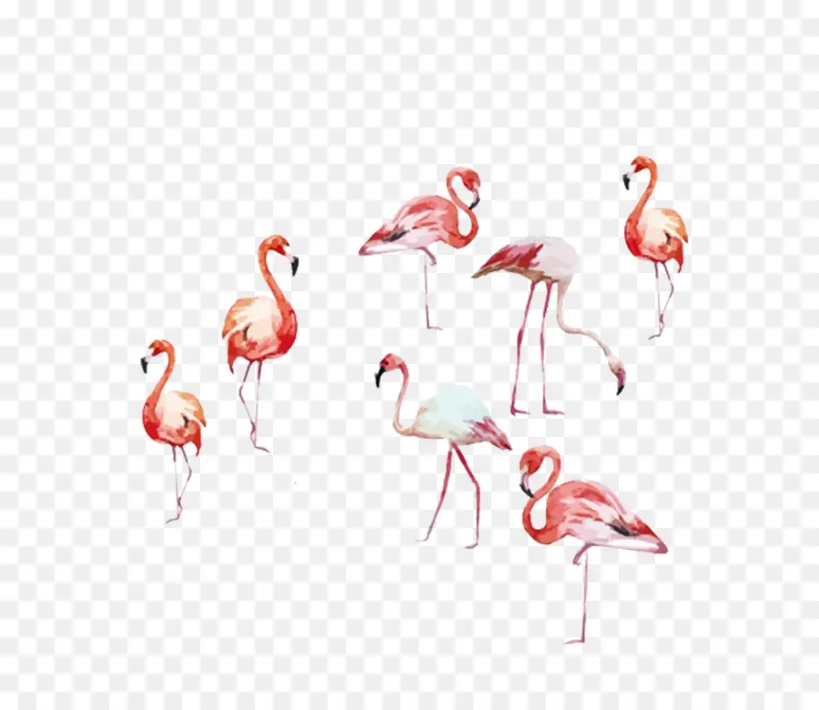 Flamingo，Pintura A La Acuarela PNG