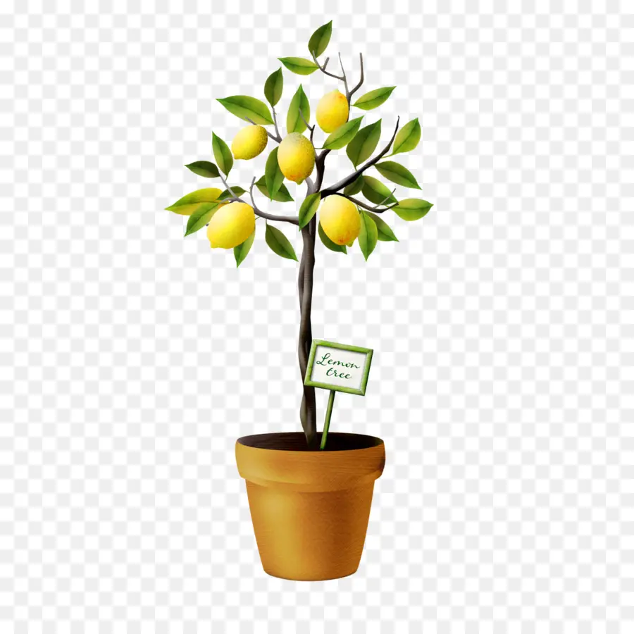 Limón，árbol PNG