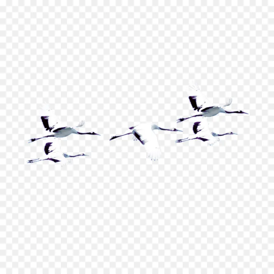 Aves Voladoras，Pájaros PNG