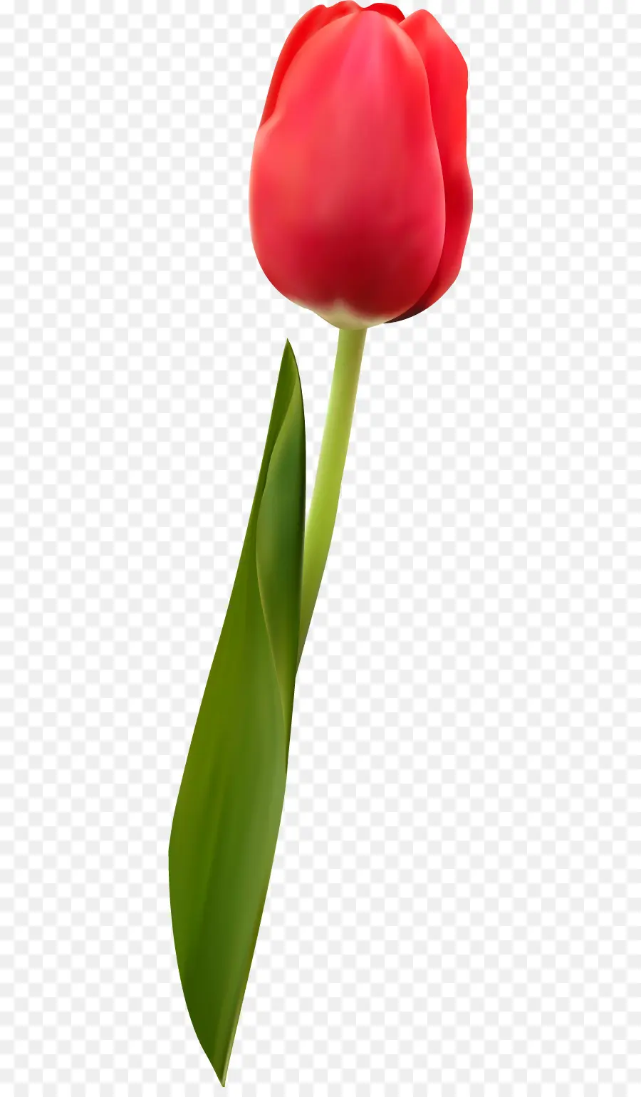 Tulipán，Planta PNG