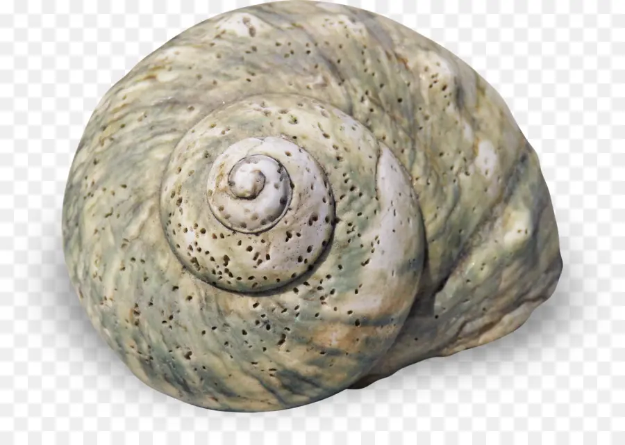 Caracol，Concha PNG