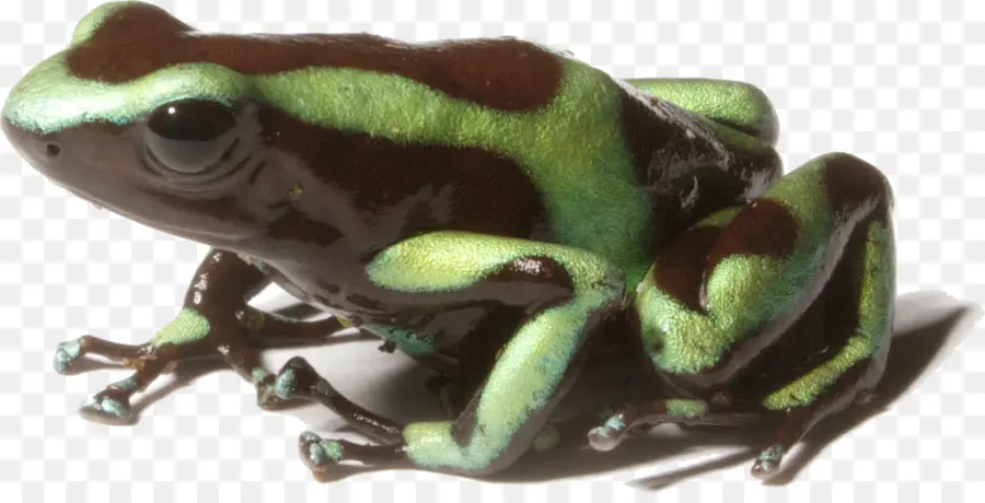 Verde Y Negro Poison Dart Frog，Rana PNG