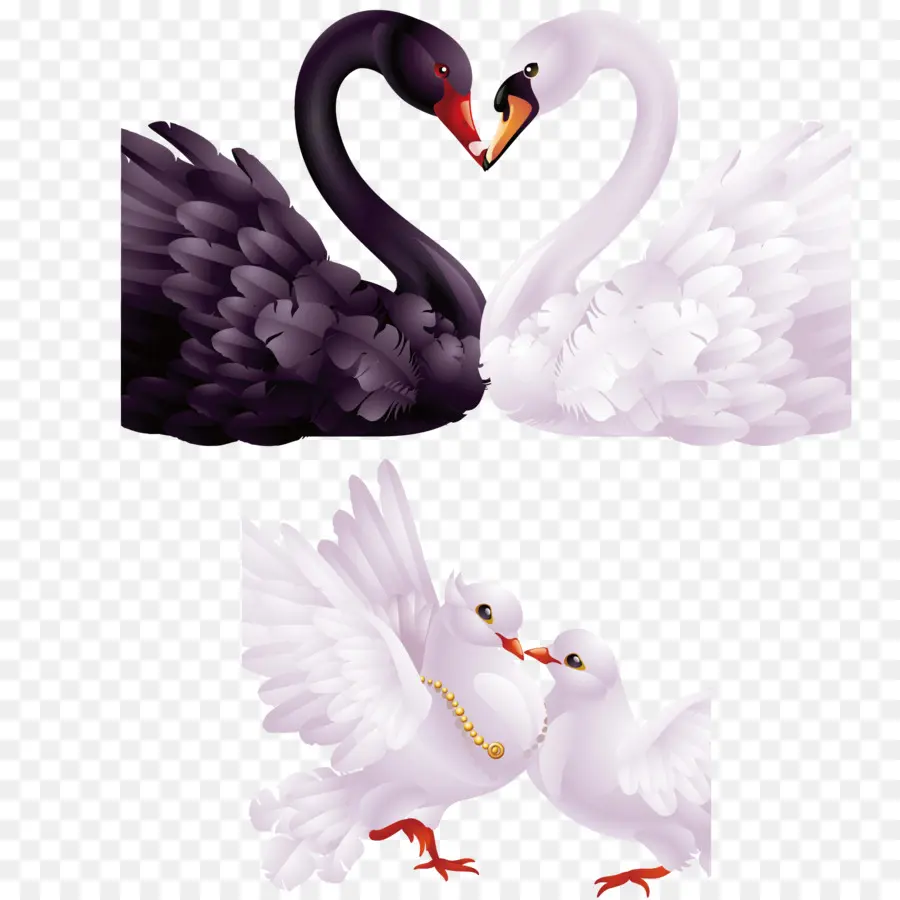 Cisne Negro，Corazón PNG