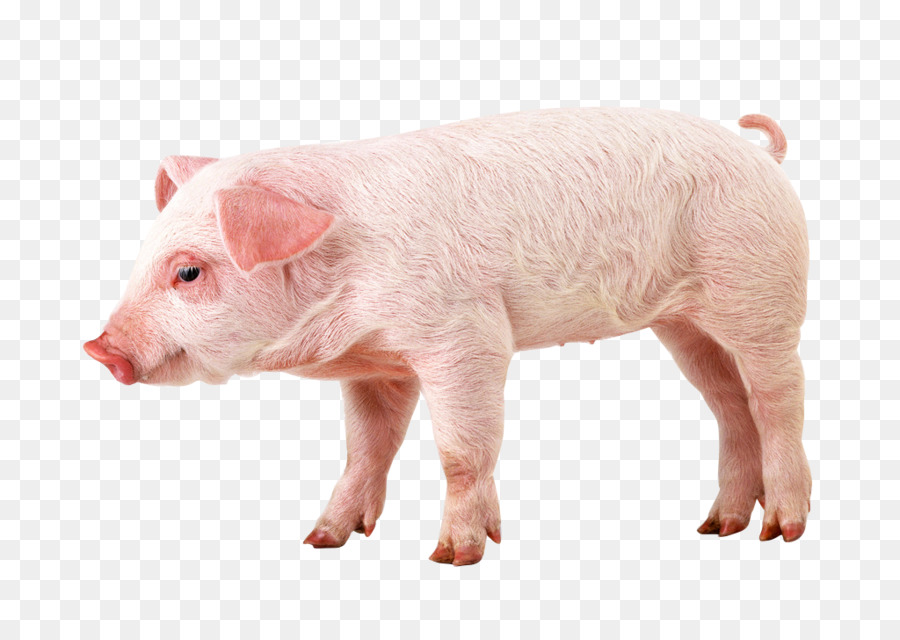 Cerdito，Cerdo PNG