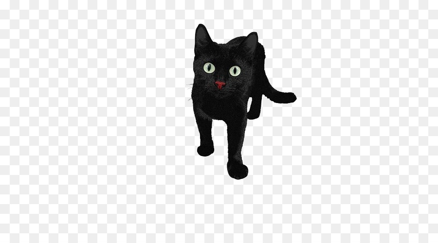 Gato Persa，Gato Negro PNG