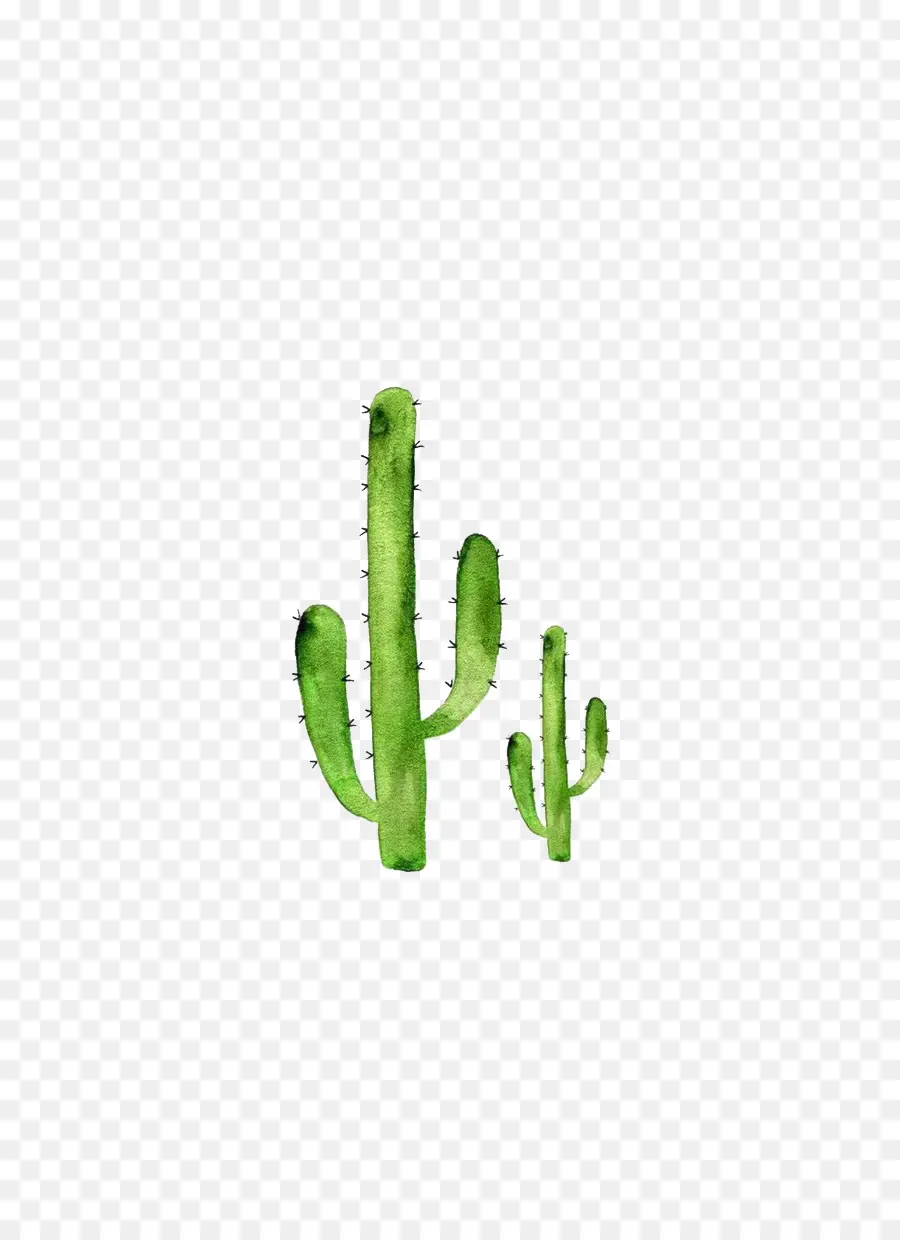 Cactaceae，Pintura De Acuarela PNG