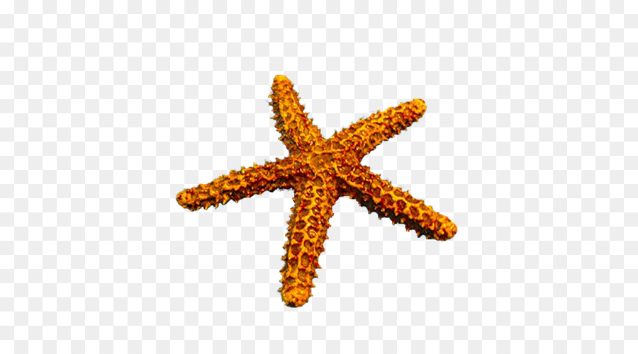 Estrella De Mar，Gimp PNG