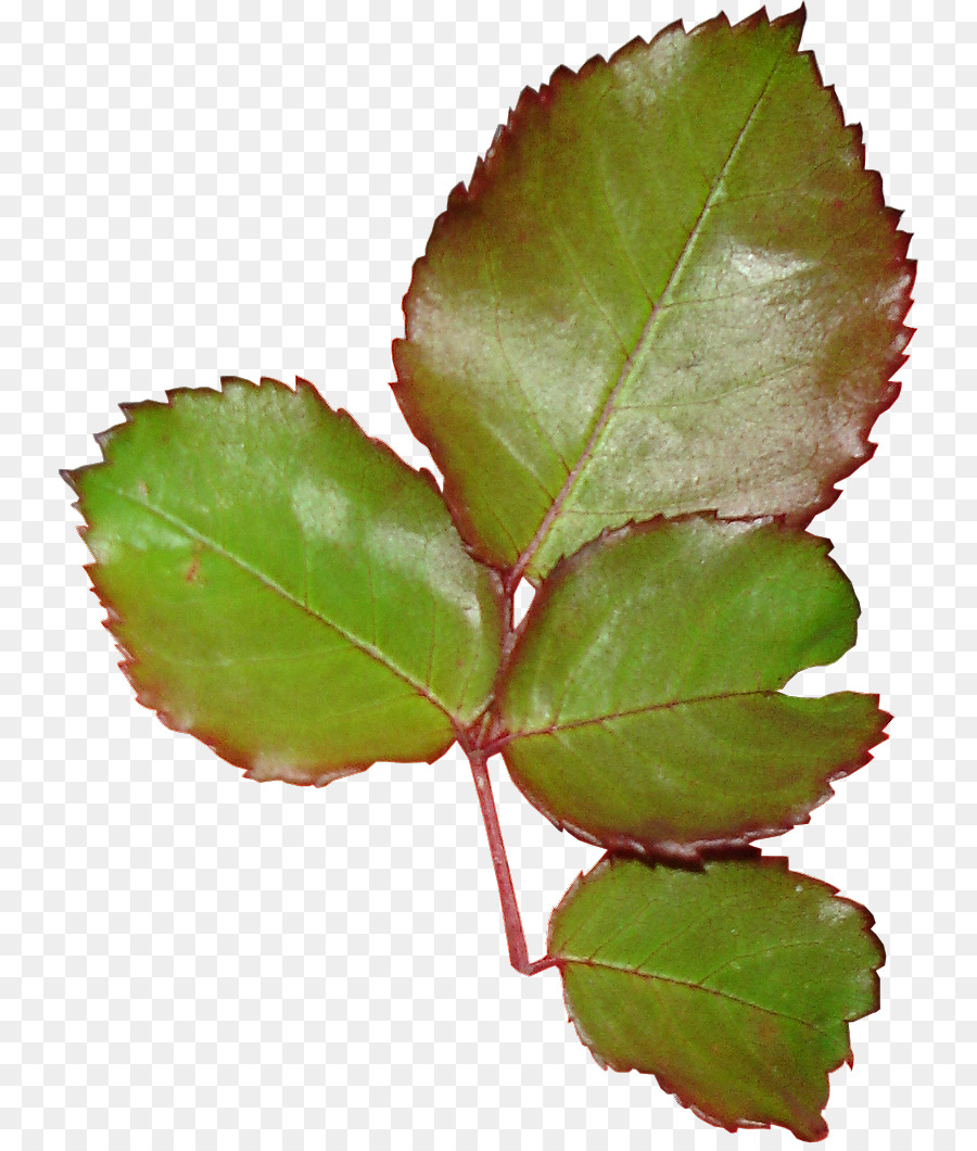 Hojas Verdes，Naturaleza PNG