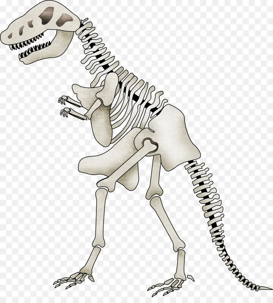 Tyrannosaurus，Spinosaurus PNG