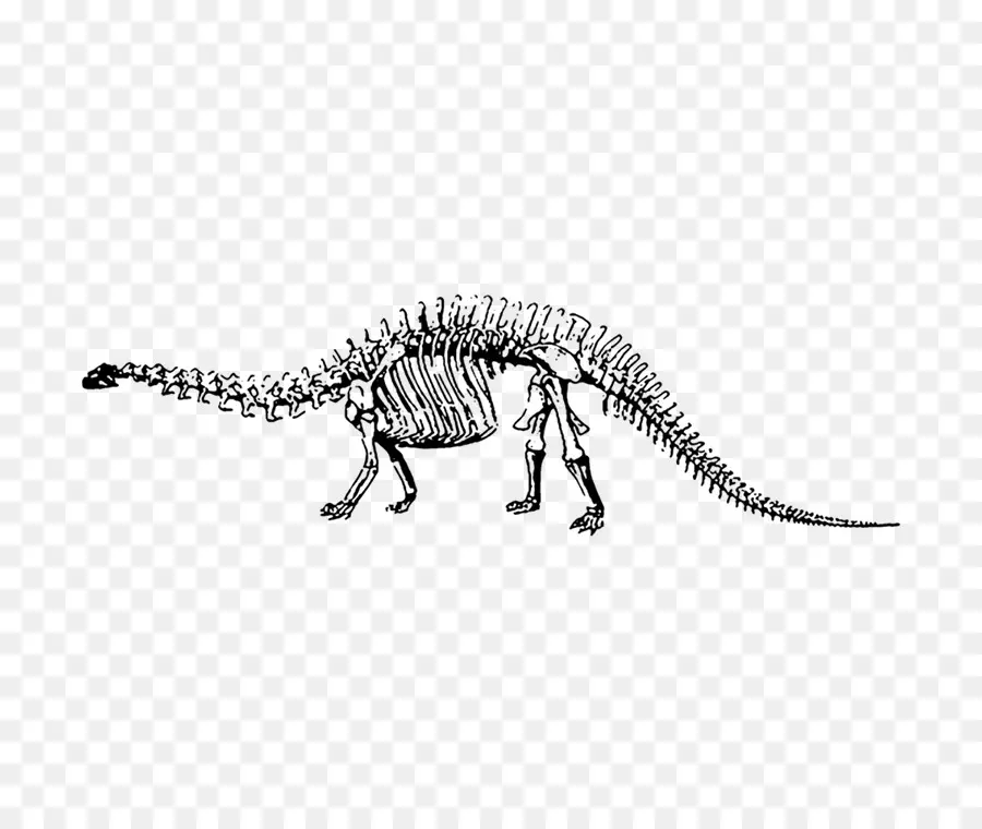 Museo De Dinosaurios，Velociraptor PNG