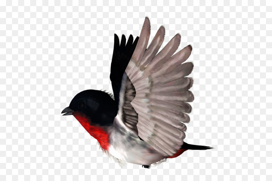 Loro，Pájaro PNG