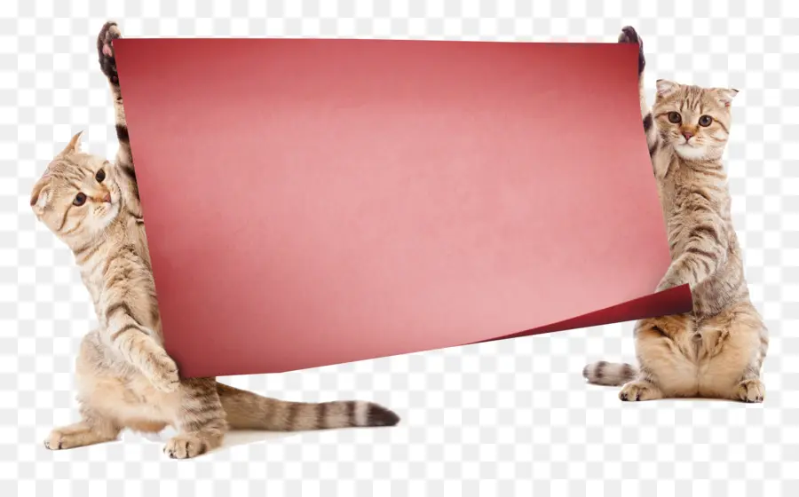 Gatos Con Pancarta，Mascotas PNG