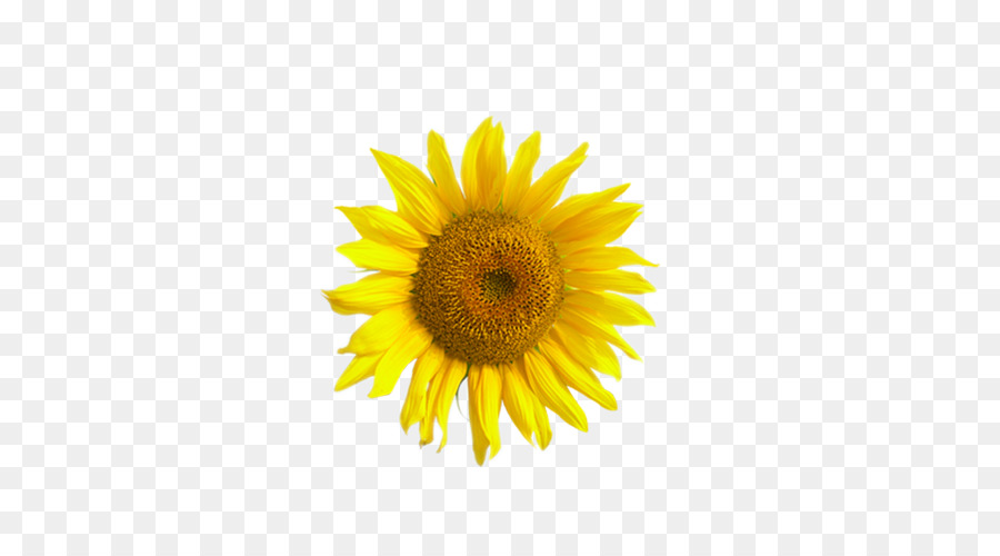 Girasol Amarillo，Planta PNG