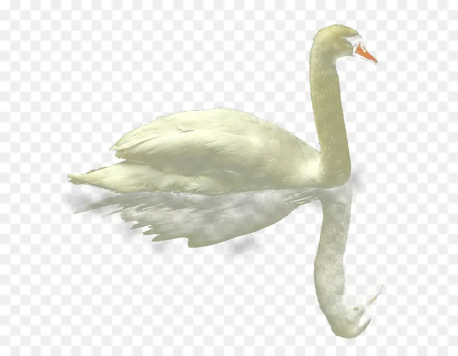 Cisne Blanco，Pájaro PNG