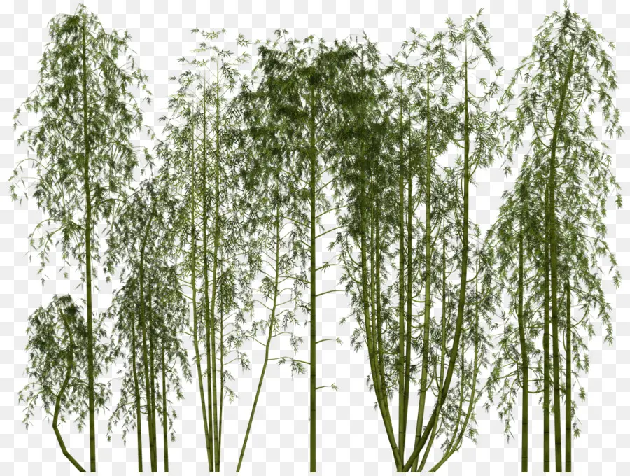 Bambú，Pixel PNG