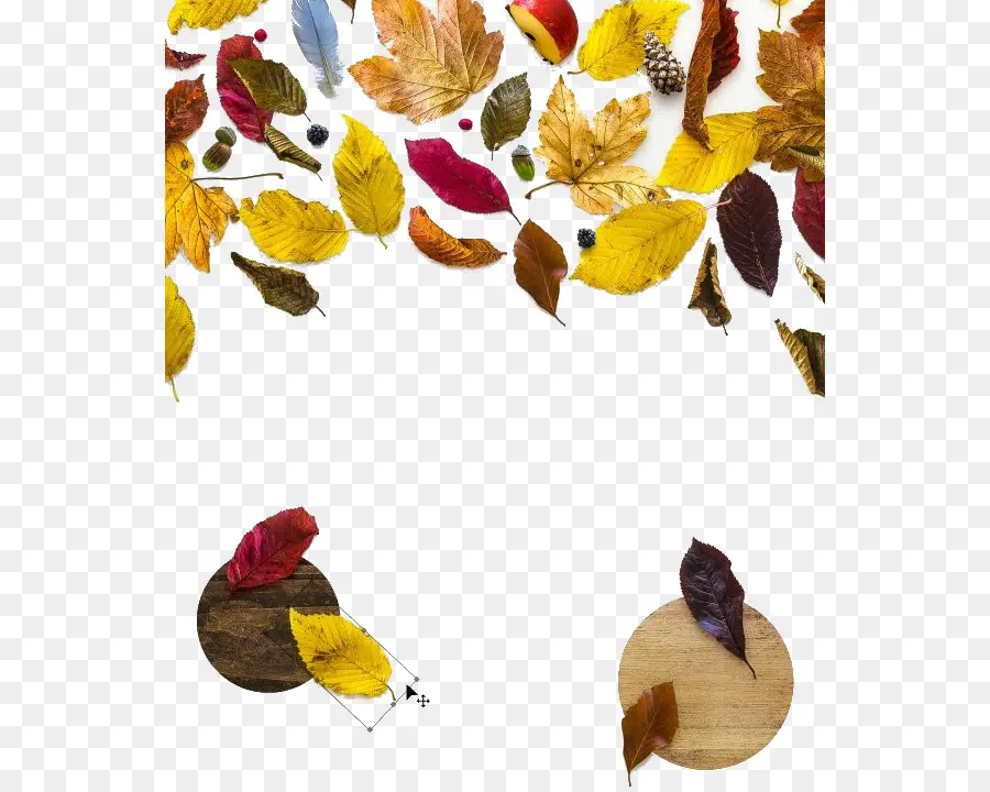 Hojas De Otoño，Caer PNG