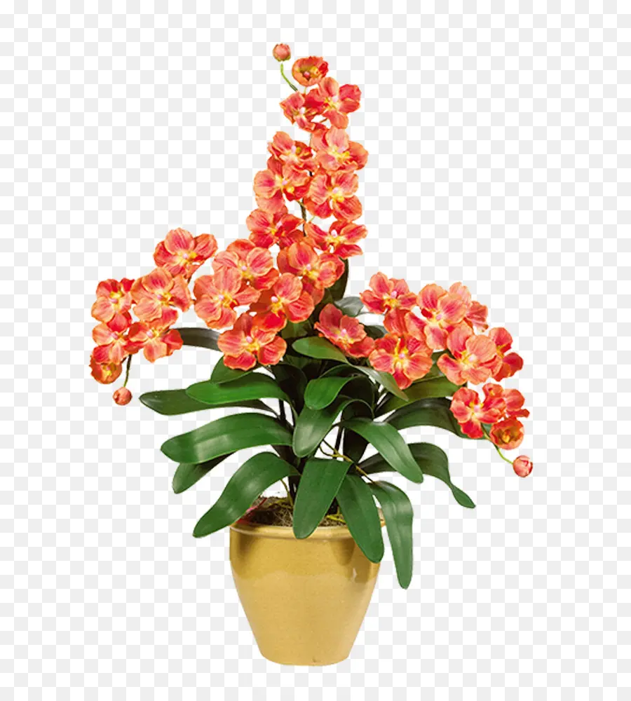 Flores De Naranja，Planta PNG