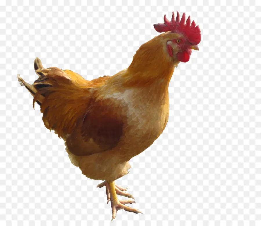 Pollo，Gallo PNG