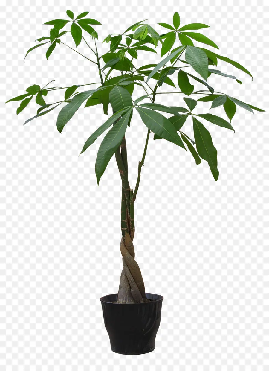 Planta，Planta De Interior PNG