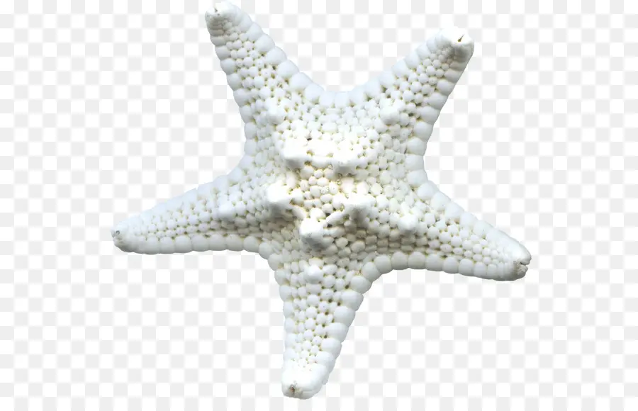 Estrella De Mar，Blanco PNG