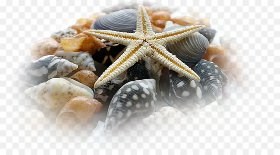 Estrellas De Mar Y Conchas，Conchas PNG