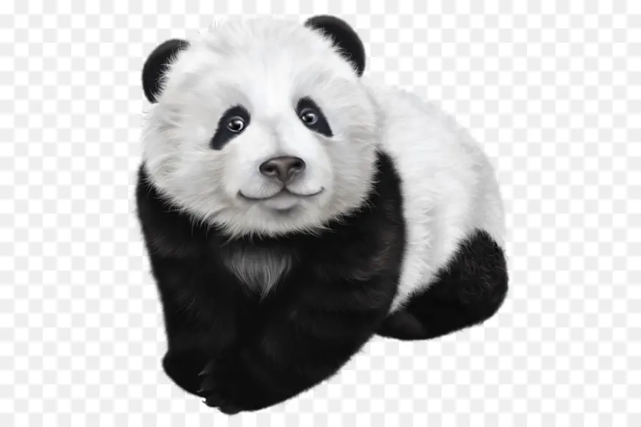 El Panda Gigante，El Panda Rojo PNG