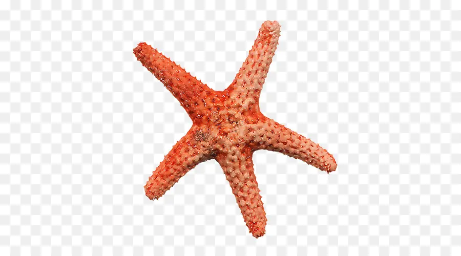 Estrella De Mar，Mar PNG