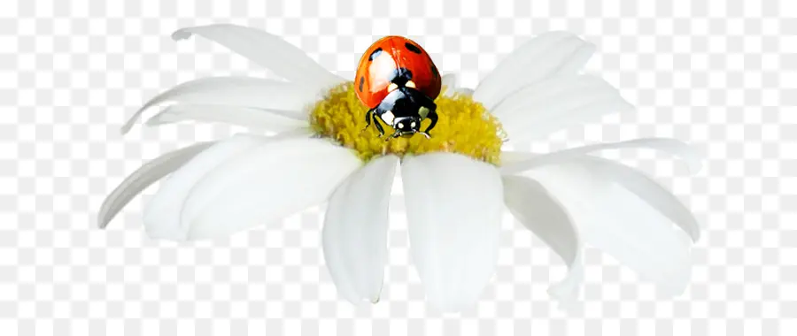 Mariquita，Flor PNG