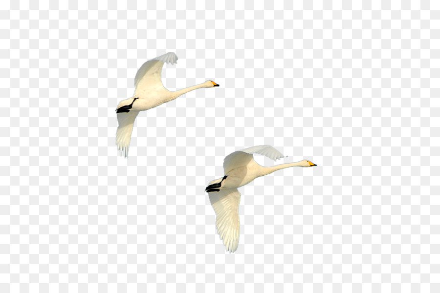 Pato，Cygnini PNG