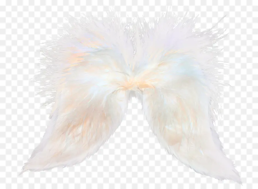 Alas，Plumas PNG